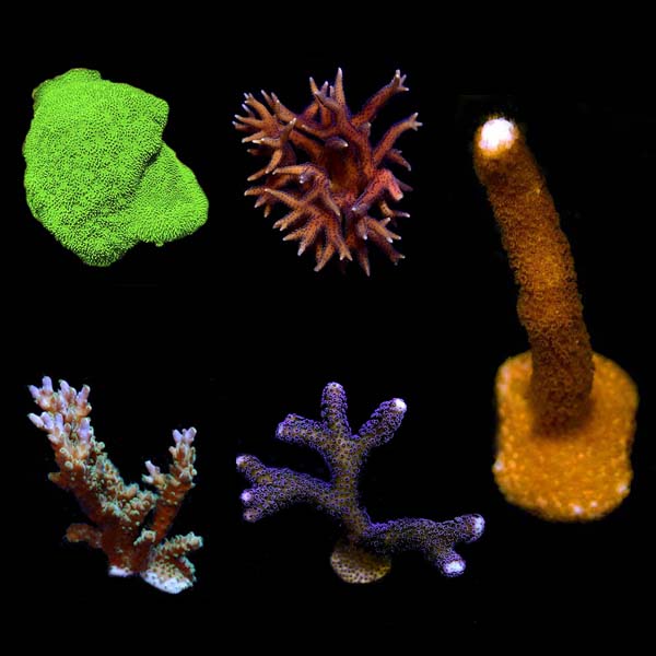 Assorted SPS Frag 5 Pack, Aquacultured ORA® Assorted SPS Frag 5 Pack, Aquacultured ORA®
