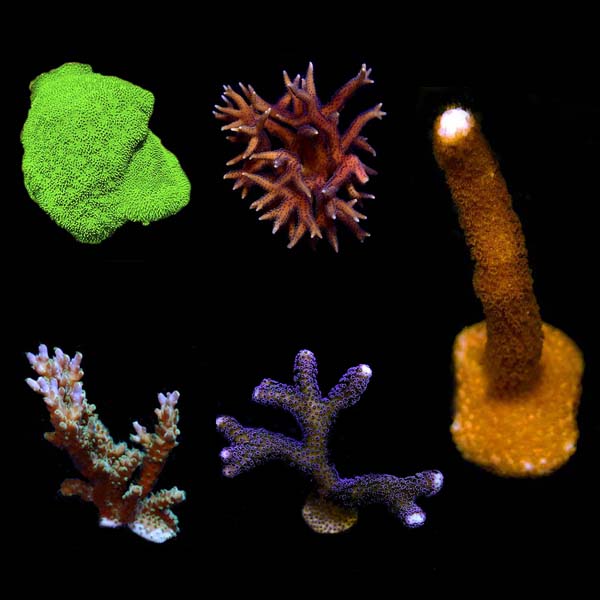  Aquacultured Assorted SPS Frag 5 Pack