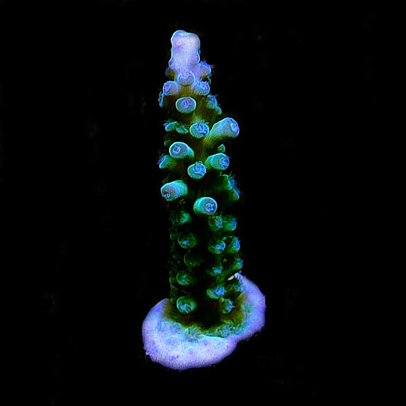 ORA® Aquacultured Ice Tortuosa Acropora Coral