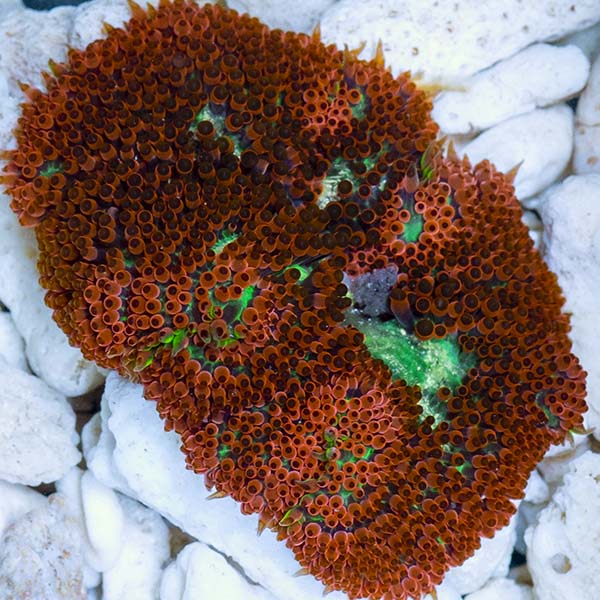 Mini Carpet Anemone