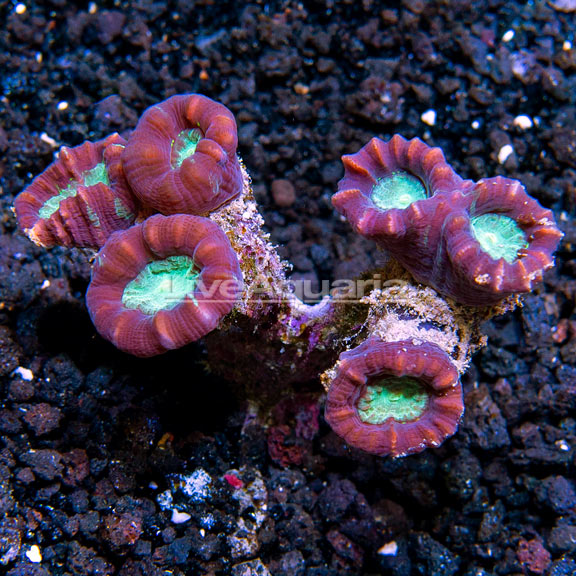 Candy Cane Coral: Saltwater Aquarium Corals for Marine Reef Aquariums