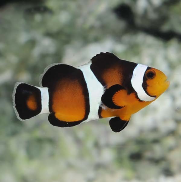 ORA® Captive-Bred Fancy Ocellaris Clownfish ORA® Captive-Bred Fancy Ocellaris Clownfish