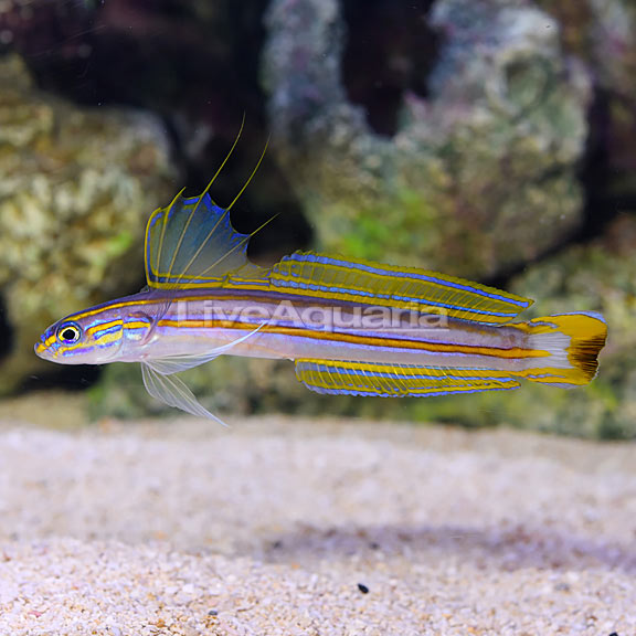 Lined Dartfish