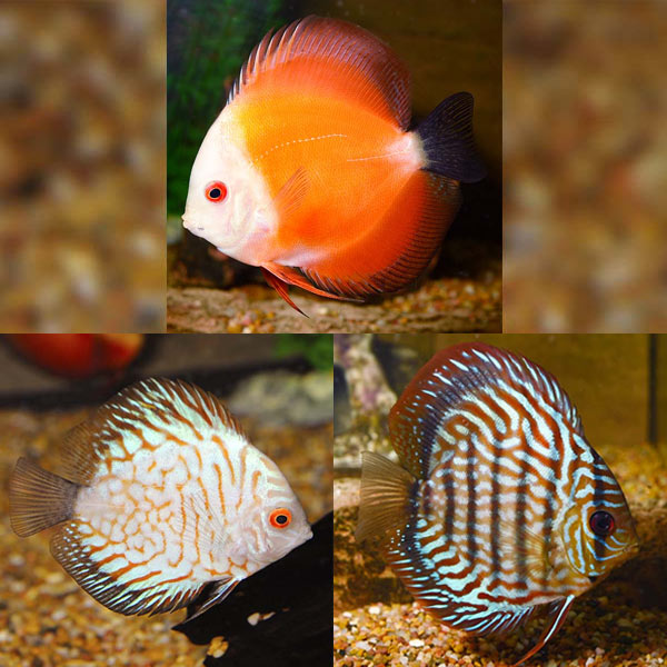 LiveAquaria® Premium Assorted Discus LiveAquaria® Premium Assorted Discus