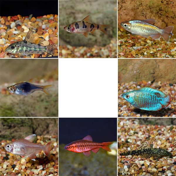 Aquatic Life Pack - Freshwater Fish Aquatic Life Pack - Freshwater Fish