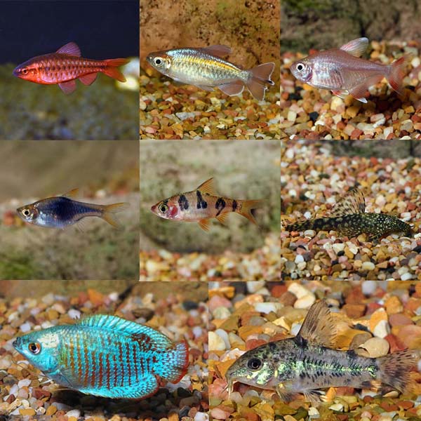 Aquatic Life Pack - Freshwater Fish Aquatic Life Pack - Freshwater Fish