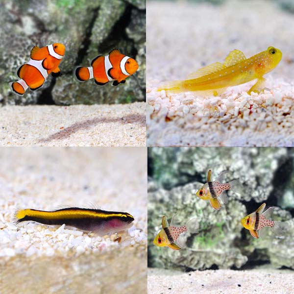 Aquatic Life Pack - Marine Fish Aquatic Life Pack - Marine Fish