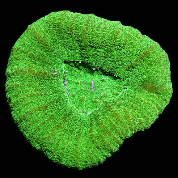 Australian Scolymia Coral, Neon Green