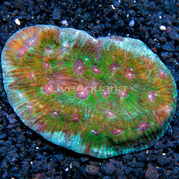 Green Eyed Cup Coral 