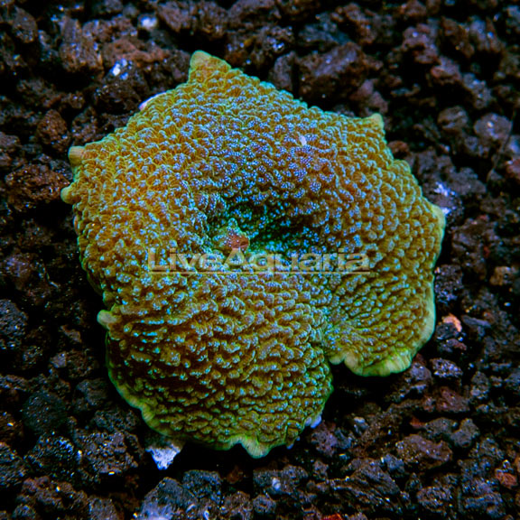Elephant Ear Mushroom Coral, Aquacultured ORA® Elephant Ear Mushroom Coral, Aquacultured ORA®