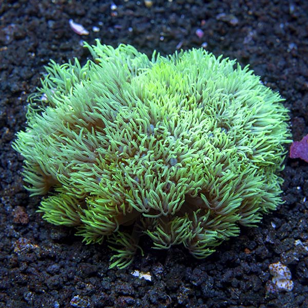 Flower Pot Coral, Metallic Green: Saltwater Aquarium Corals for Marine ...