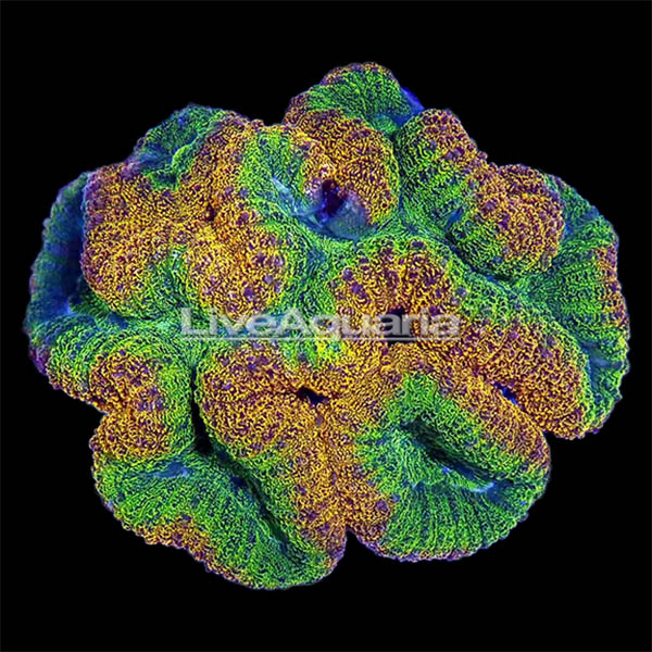 Brain Coral, Lobophyllia