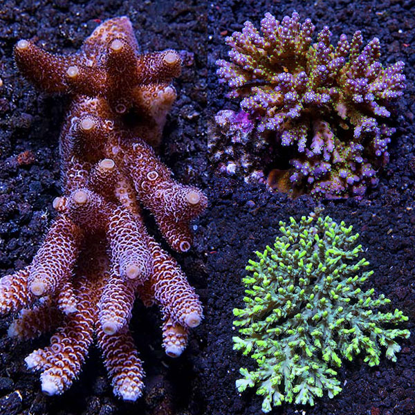 Assorted Aussie Acropora Coral 3 Pack Assorted Aussie Acropora Coral 3 Pack