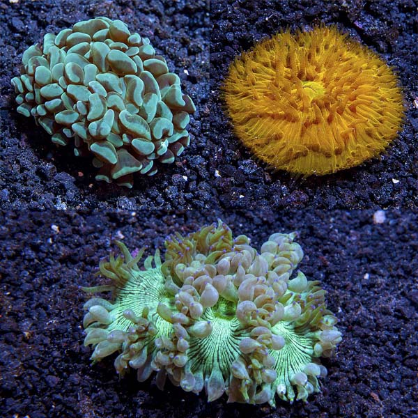 Assorted Aussie LPS Coral 3 Pack Assorted Aussie LPS Coral 3 Pack