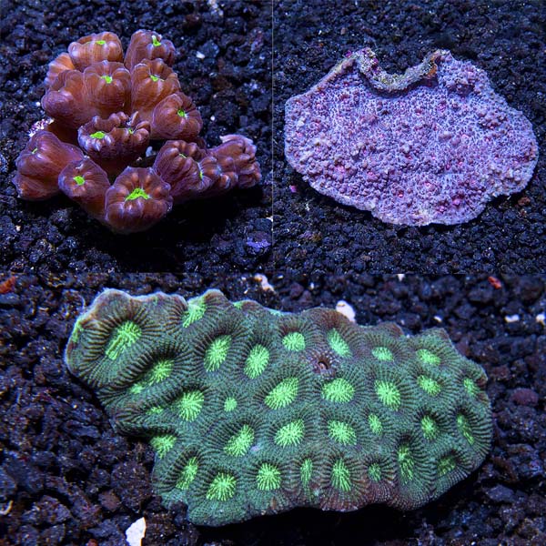 Assorted Tongan LPS Coral 3 Pack Assorted Tongan LPS Coral 3 Pack