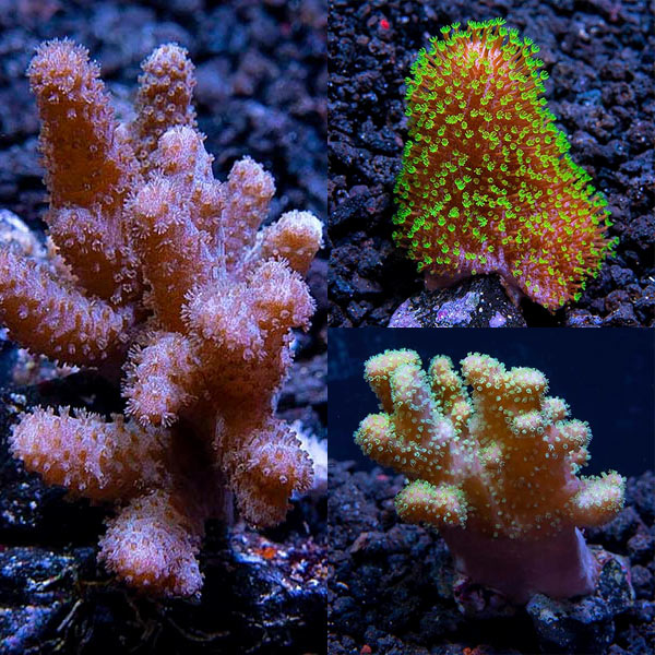 Assorted Maricultured Soft Coral 3 Pack Assorted Maricultured Soft Coral 3 Pack