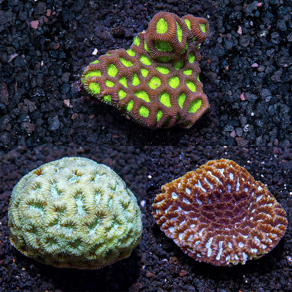 Assorted LPS Brain Coral 3 Pack Assorted LPS Brain Coral 3 Pack