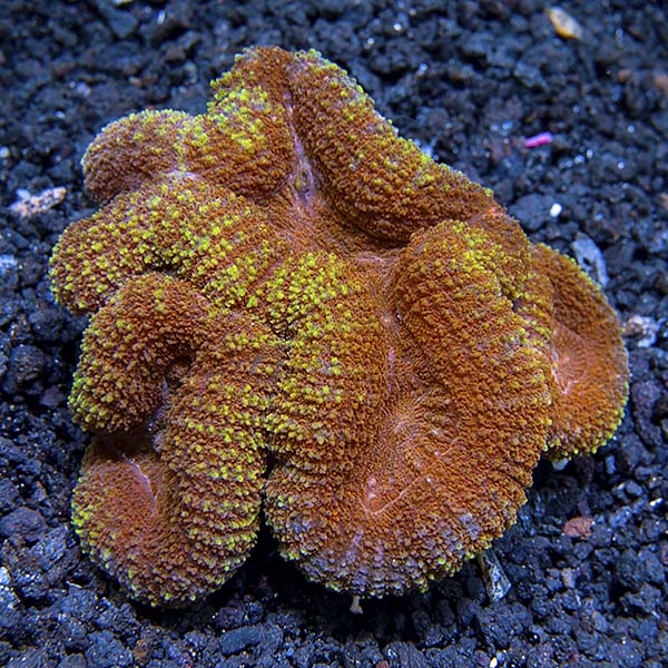 Symphyllia Brain Coral, Colored
