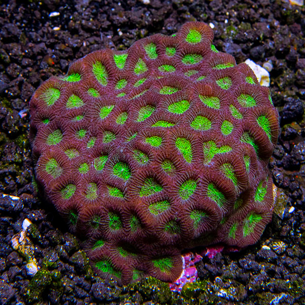 Favites Brain Coral, Green with Red Rim