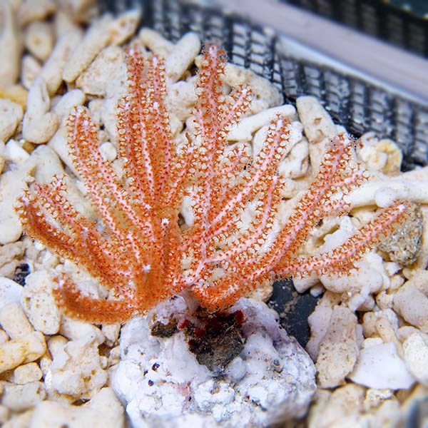 Pink Polyp White Sea Fan EXPERT ONLY