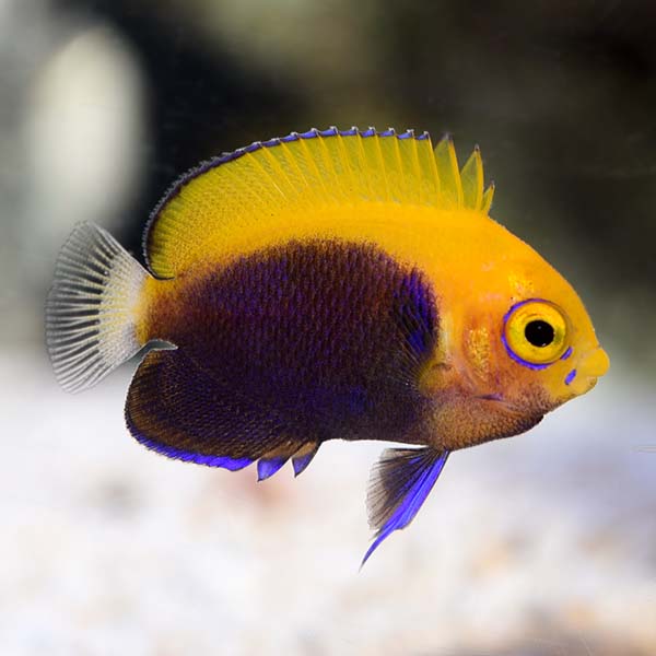 ORA® Captive-Bred Flameback Angefish ORA® Captive-Bred Flameback Angefish