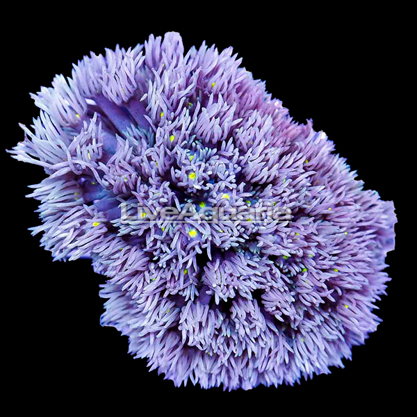 Flower Pot Coral, Blue/Purple Flower Pot Coral, Blue/Purple