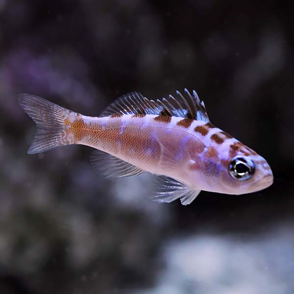 chalk bass care
