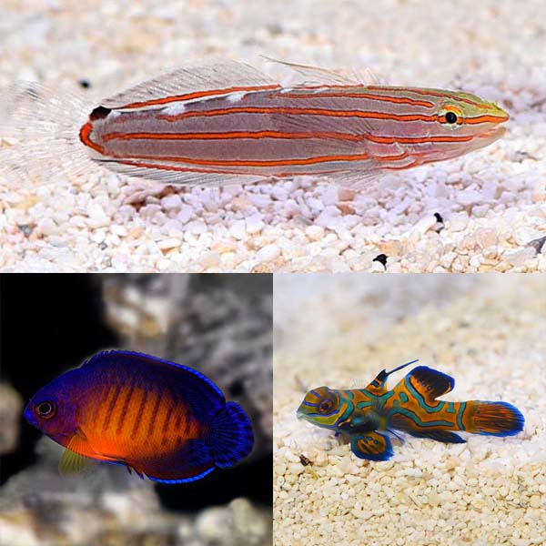 Biota Premium Marine Fish Pack Captive Bred Saltwater Fish At Liveaquaria