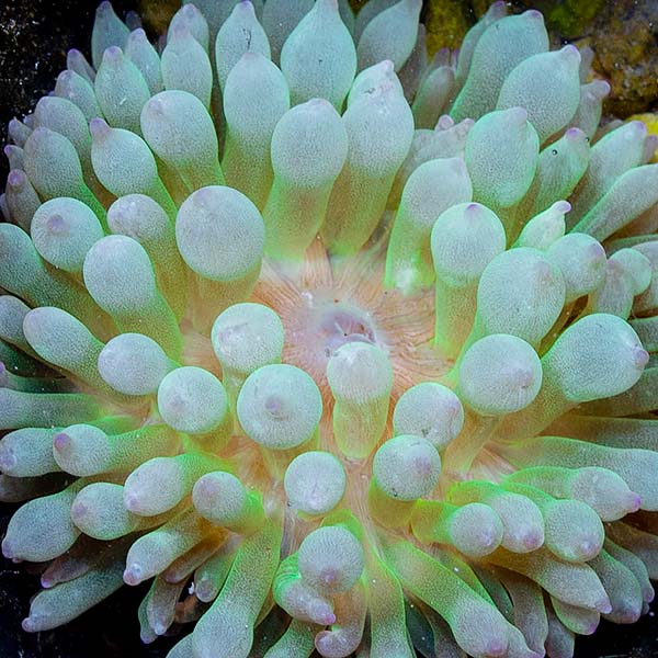 Watermelon Bubble Tip Anemone