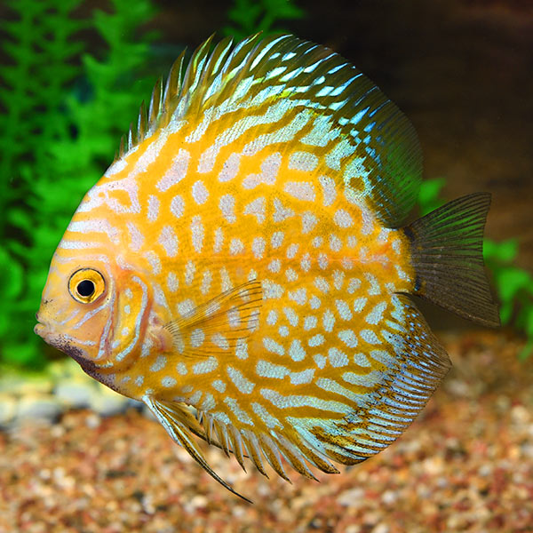 Yellow Pigeon Blood Discus Yellow Pigeon Blood Discus