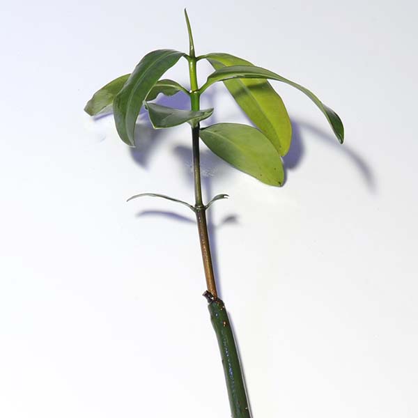 ORA® Aquacultured Red Mangrove ORA® Aquacultured Red Mangrove