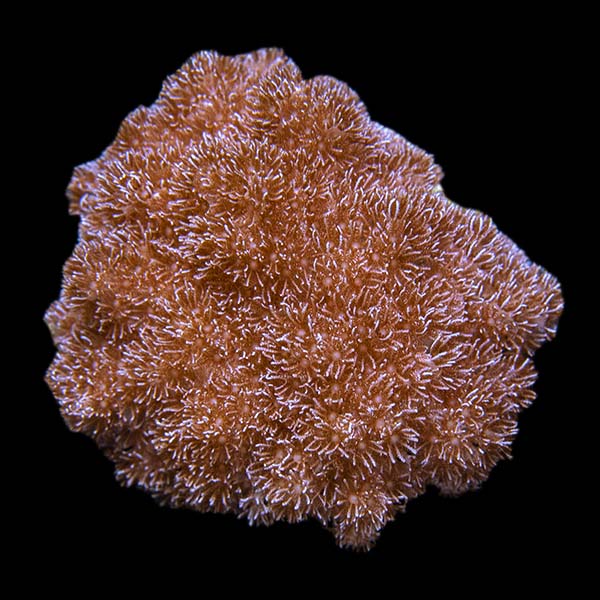 ORA® Aquacultured Asterospicularia Coral ORA® Aquacultured Asterospicularia Coral