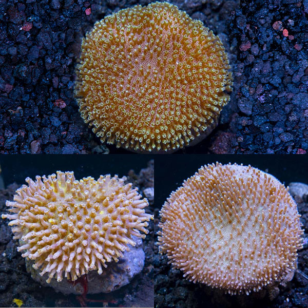 Premium Maricultured Toadstool Coral 3 Pack