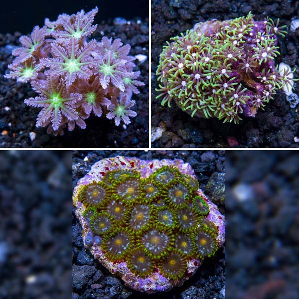 Premium Maricultured Polyp 3 Pack Premium Maricultured Polyp 3 Pack