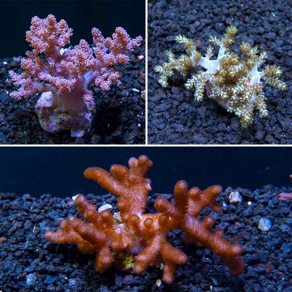 Premium Maricultured Tree Coral 3 Pack Premium Maricultured Tree Coral 3 Pack