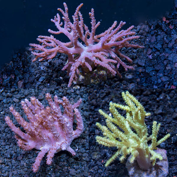 Premium Maricultured Thin Finger Coral 3 Pack Premium Maricultured Thin Finger Coral 3 Pack