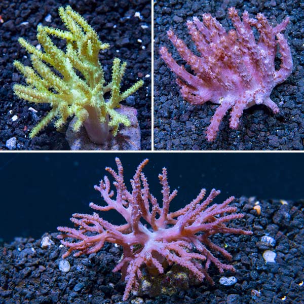 Premium Maricultured Thin Finger Coral 3 Pack Premium Maricultured Thin Finger Coral 3 Pack