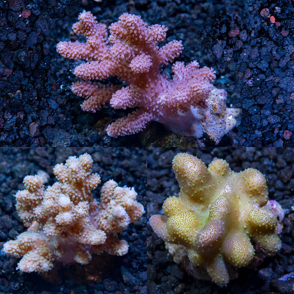 Premium Maricultured Thick Finger Coral 3 Pack Premium Maricultured Thick Finger Coral 3 Pack