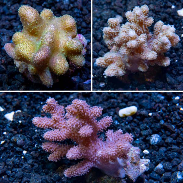 Premium Maricultured Thick Finger Coral 3 Pack Premium Maricultured Thick Finger Coral 3 Pack