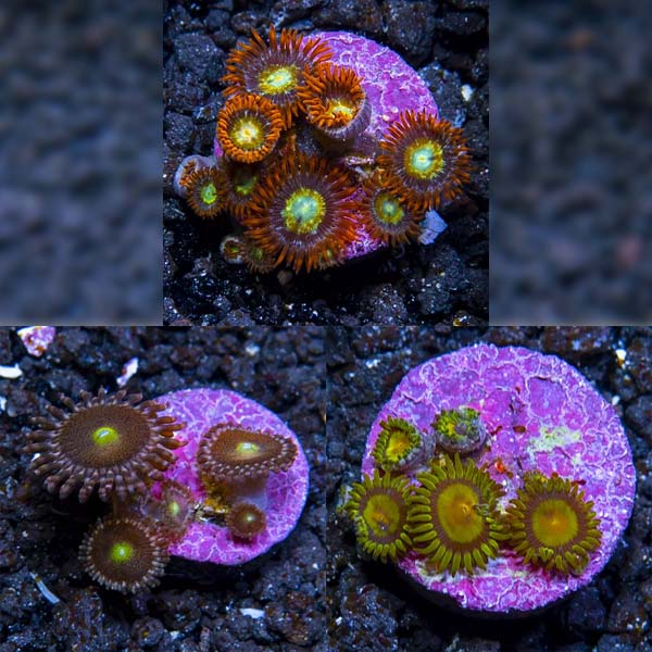 Premium Aquacultured Zoanthid Polyp Packs Premium Aquacultured Zoanthid Polyp Packs