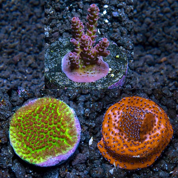 Premium Aquacultured SPS Coral Packs Premium Aquacultured SPS Coral Packs