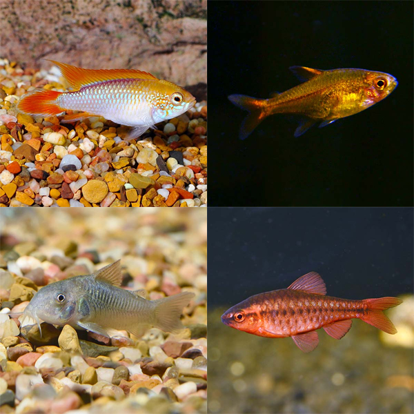 LiveAquaria  Quality Aquarium Fish, Supplies & Equipment