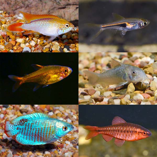 LiveAquaria® Premium Plant Safe Freshwater Fish Packs LiveAquaria® Premium Plant Safe Freshwater Fish Packs