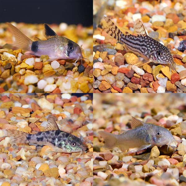 LiveAquaria® Premium Corydora Freshwater Fish Packs