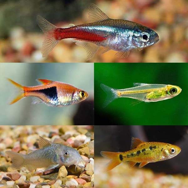 LiveAquaria® Premium Rasbora Buddy Freshwater Packs