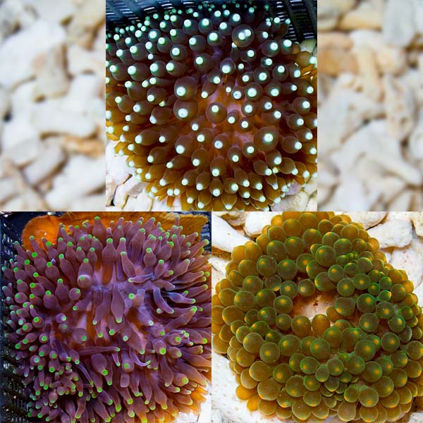 Premium Bubble Tip Anemone Pack