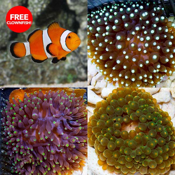 Premium Bubble Tip Anemone Pack w/ FREE Clownfish Premium Bubble Tip Anemone Pack w/ FREE Clownfish