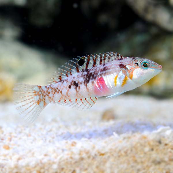 Nebulous Wrasse