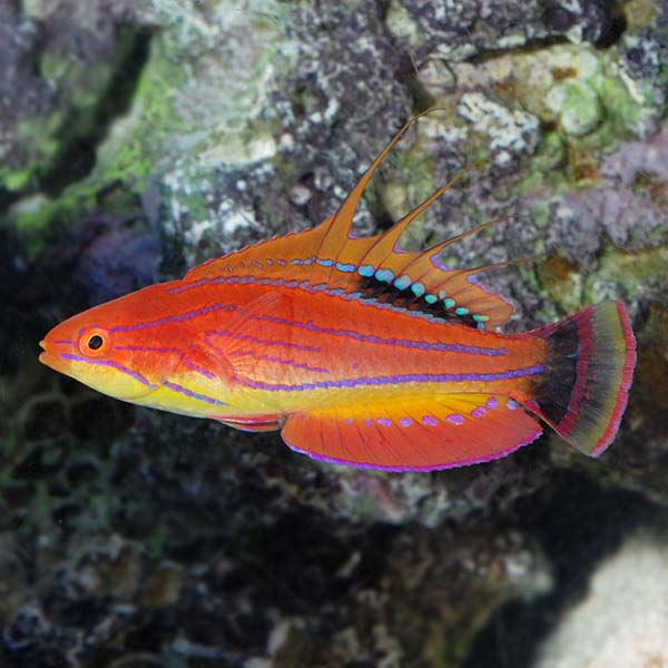 Carpenter’s Flasher Wrasse Carpenter’s Flasher Wrasse