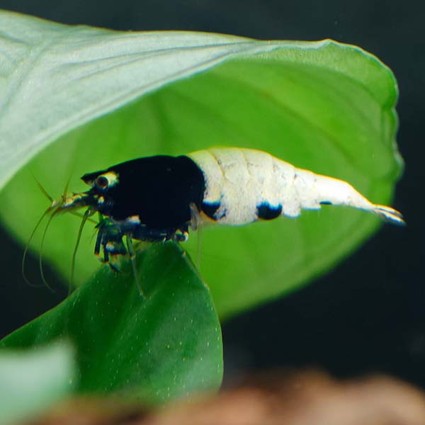 Black Head Crystal Shrimp Group